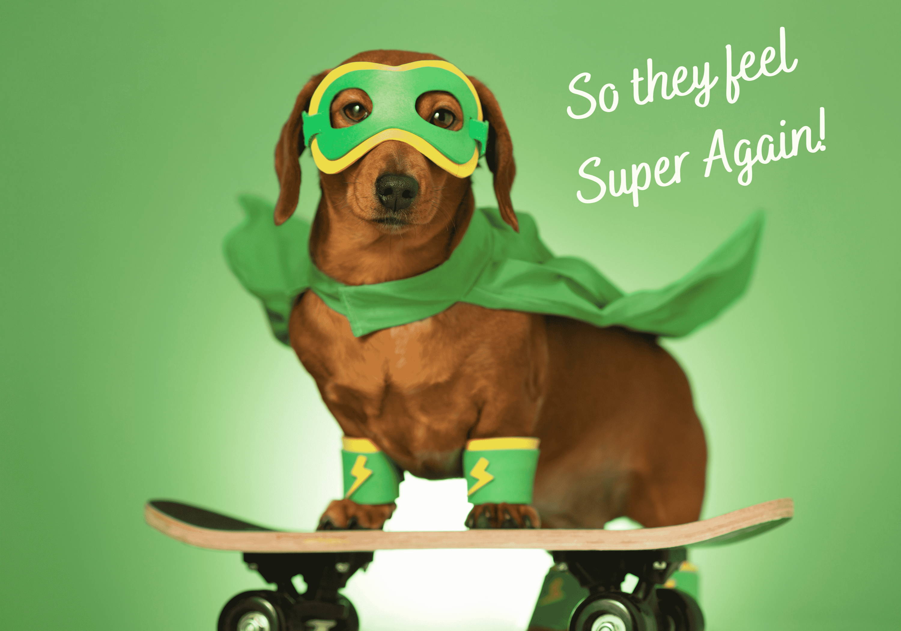 Hypothyroid Support Herbal For Dogs Natural Pet Supplements Natural